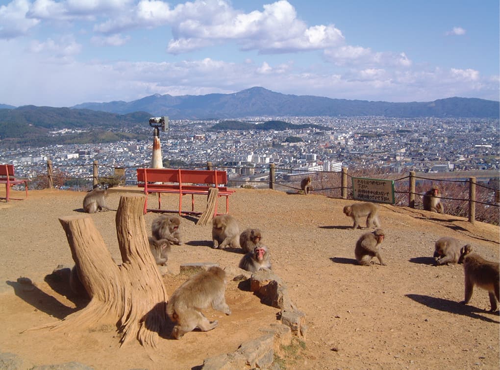 photo：Arashiyama Monkey Park Iwatayama