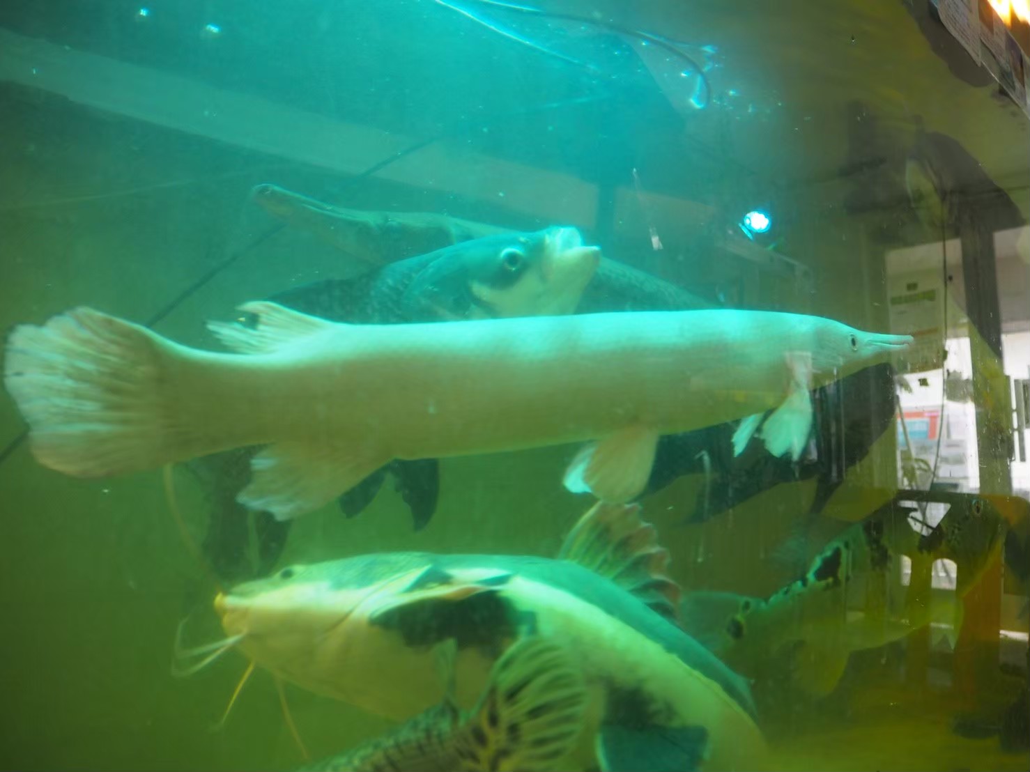 photo Leisurely swimming fish