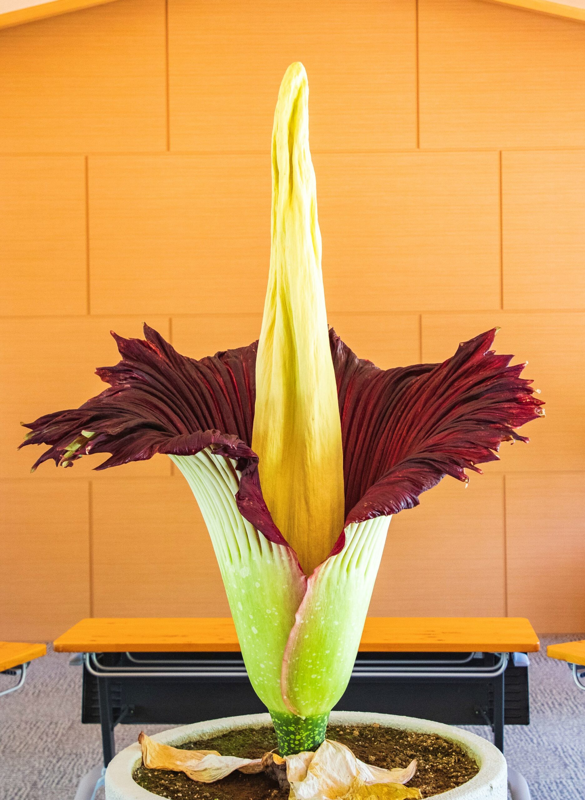 photoShokudai Giant Konjac (titan arum)