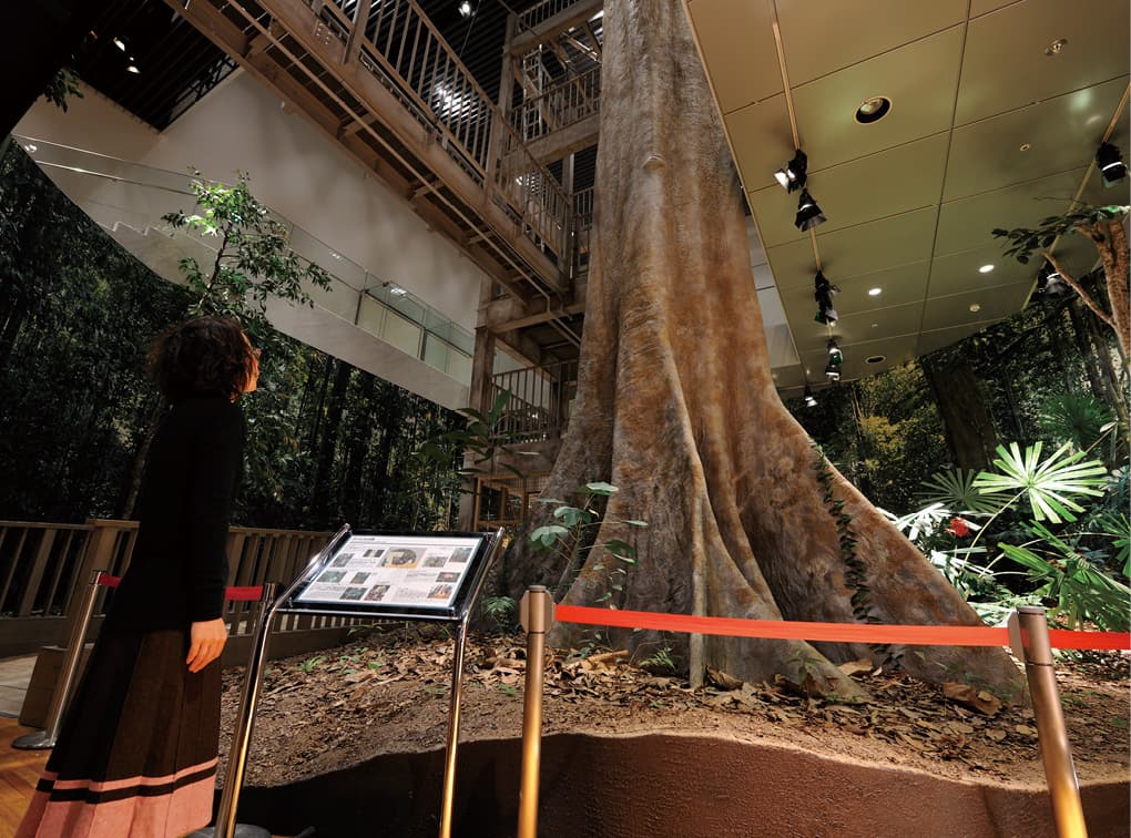 写真：京都大学 総合博物館