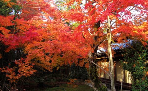 写真数十種類の苔で覆われている庭